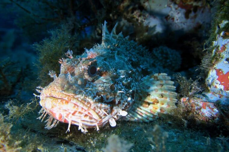 scuba-diving-for-certified-divers-2-dives