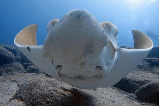 scuba-diving-for-certified-divers-in-costa-adeje