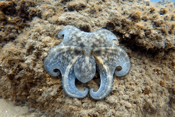 scuba-diving-for-certified-divers-in-costa-adeje