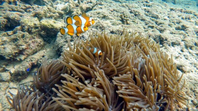 scuba-diving-from-stunning-coral-reef-in-the-heart-of-phuket