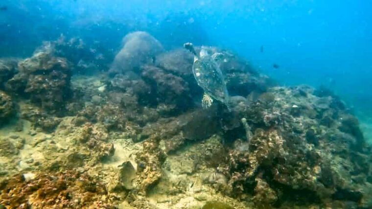 scuba-diving-from-stunning-coral-reef-in-the-heart-of-phuket