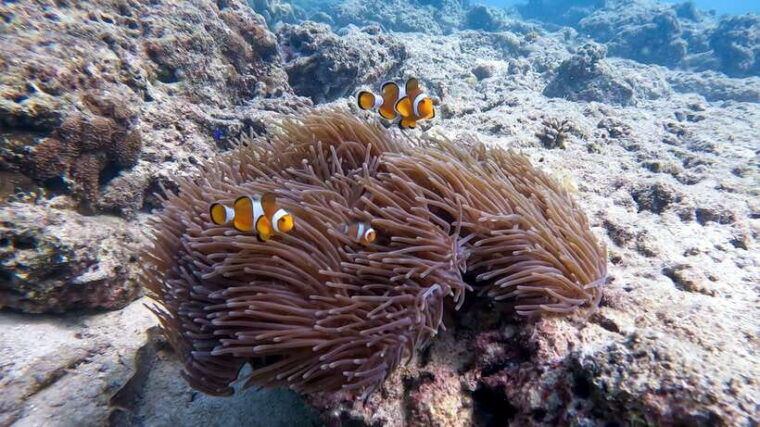 scuba-diving-from-stunning-coral-reef-in-the-heart-of-phuket