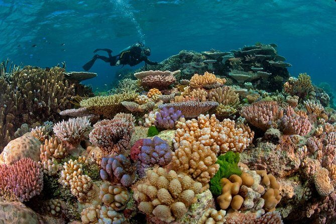 Scuba Diving Full Day Boat Trip for beginners With Lunch & Transfer  Hurghada - Key Points
