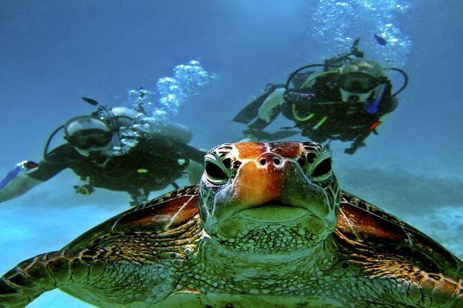 Scuba Diving Full Day Boat Trip for beginners With Lunch & Transfer  Hurghada - Final Words
