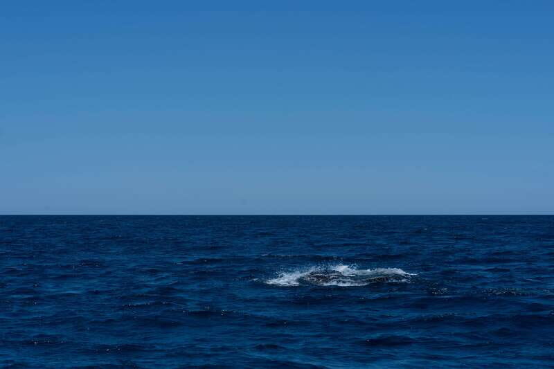 Scuba diving in a National Marine Park of Cabo Pulmo - Key Points