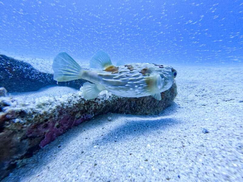 Scuba diving in a National Marine Park of Cabo Pulmo - What to Expect Underwater