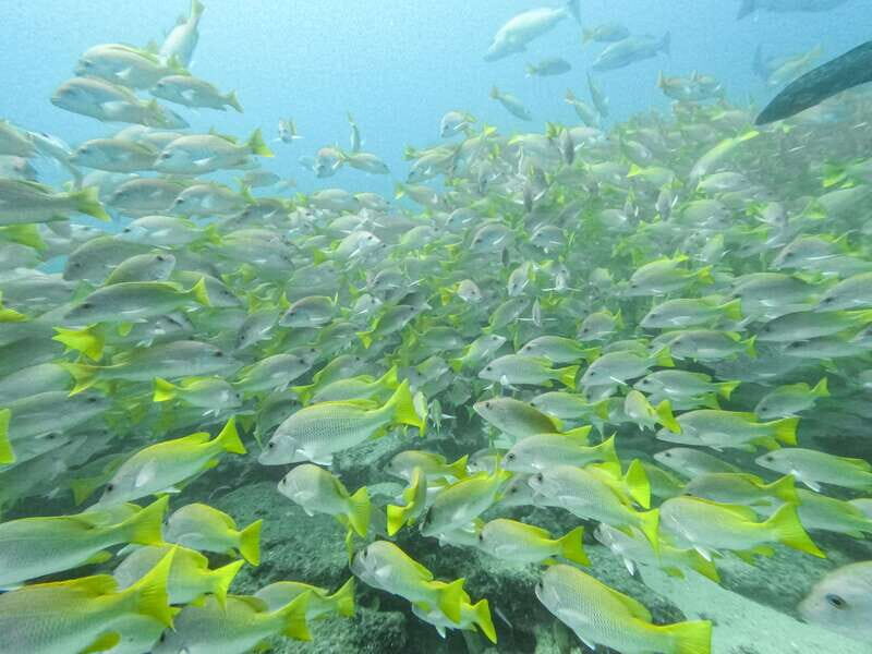 Scuba diving in a National Marine Park of Cabo Pulmo - Authentic Experiences and Tips from Reviewers