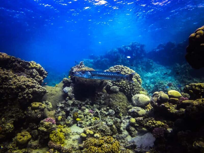 Scuba Diving in Aqaba and scuba Diving courses - Exploring Scuba Diving in Aqaba and Courses
