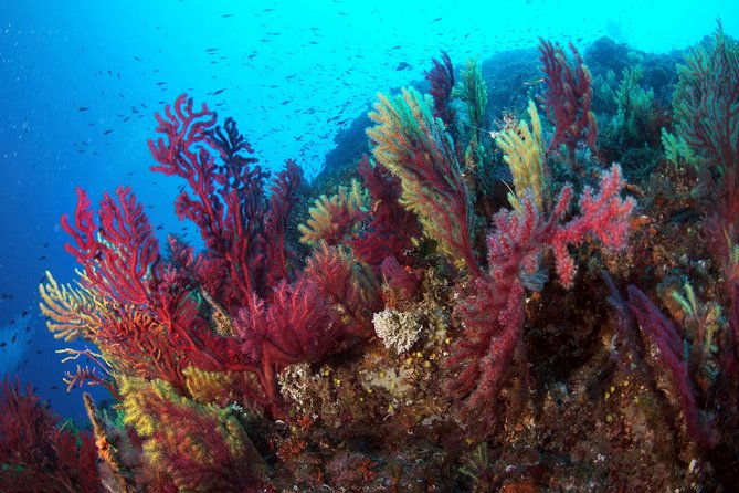 scuba-diving-in-calabria-italy
