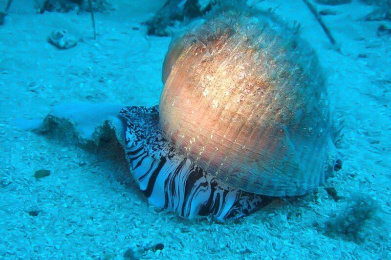 scuba-diving-in-dubrovnik-1-dive-for-certified-divers