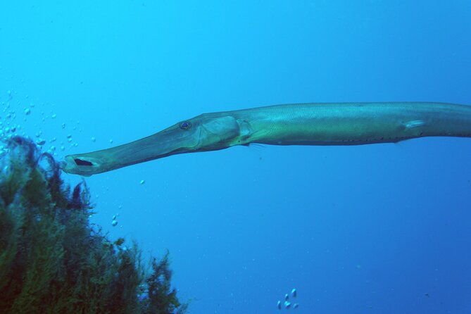 scuba-diving-in-lanzarote-for-certified-divers-only
