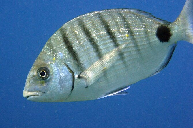 scuba-diving-in-lanzarote-for-certified-divers-only
