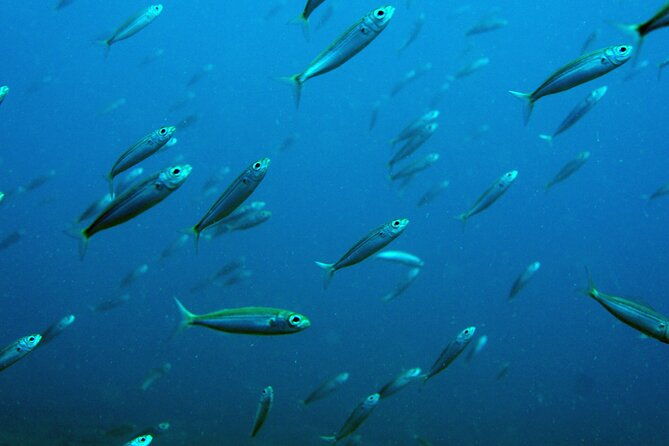 scuba-diving-in-lanzarote-for-certified-divers-only