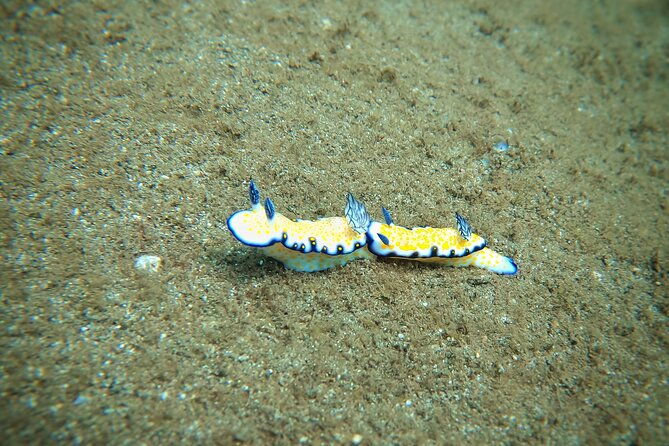 scuba-diving-in-maui-with-no-experience-needed