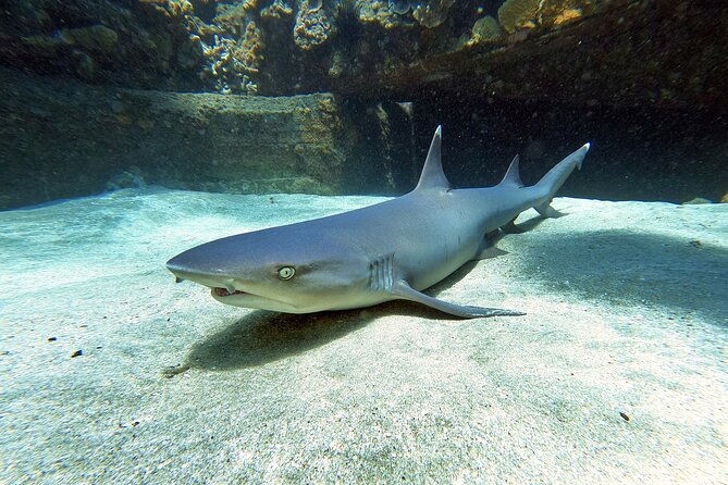 scuba-diving-in-maui-with-no-experience-needed