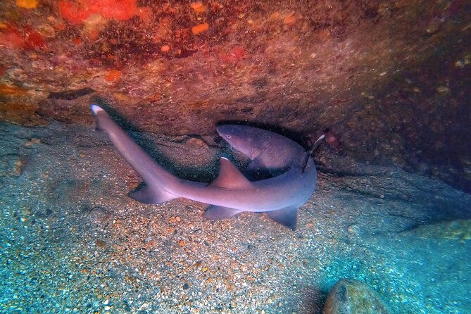 scuba-diving-in-maui-with-no-experience-needed