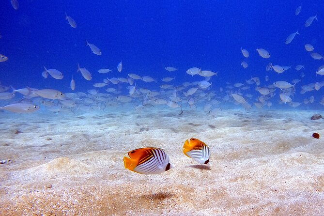 scuba-diving-in-maui-with-no-experience-needed