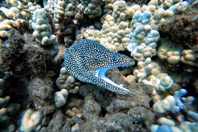 scuba-diving-in-maui-with-no-experience-needed