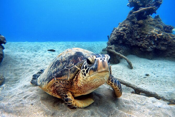 scuba-diving-in-maui-with-no-experience-needed