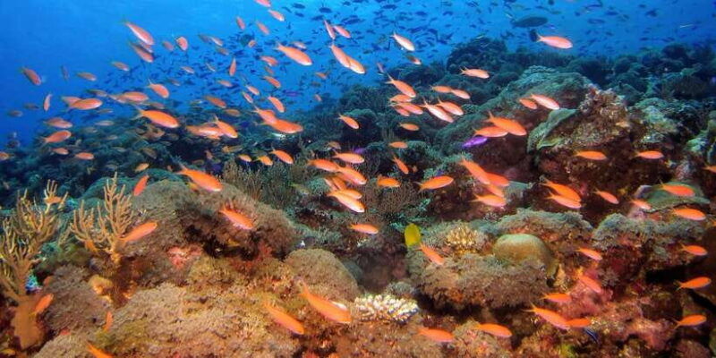 scuba-diving-in-mirissa