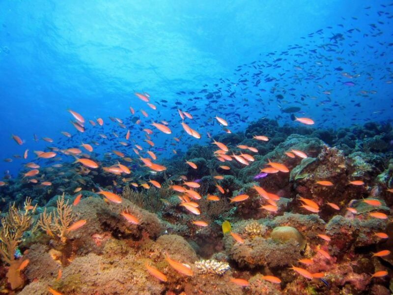 scuba-diving-in-mirissa