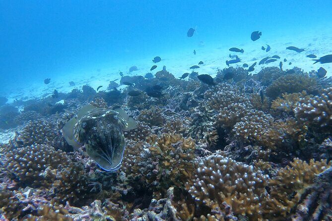 Scuba Diving in muscat - Who Should Book This Tour?