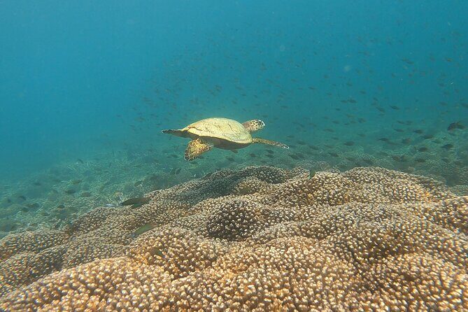 Scuba Diving in muscat - Final Thoughts
