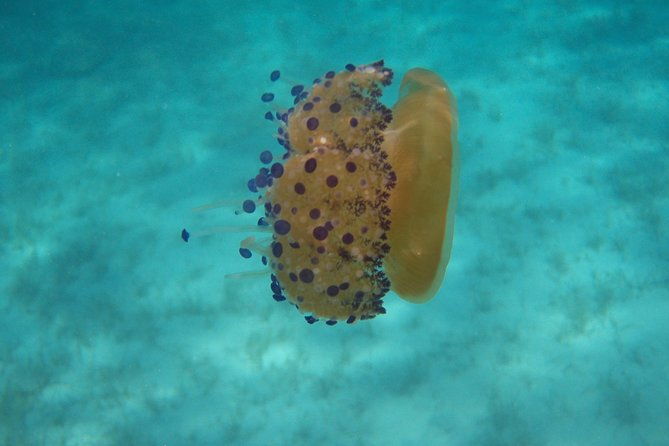 scuba-diving-in-naxos-by-bluefindivers-dive-in-greece-amazing-diving-spots