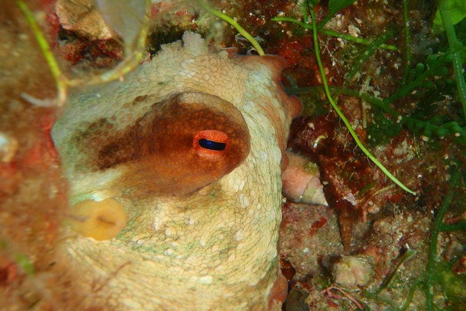 scuba-diving-in-naxos-by-bluefindivers-dive-in-greece-amazing-diving-spots