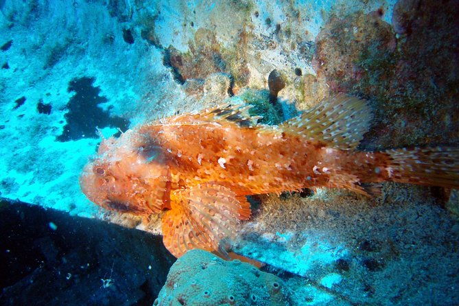 scuba-diving-in-naxos-by-bluefindivers-dive-in-greece-amazing-diving-spots