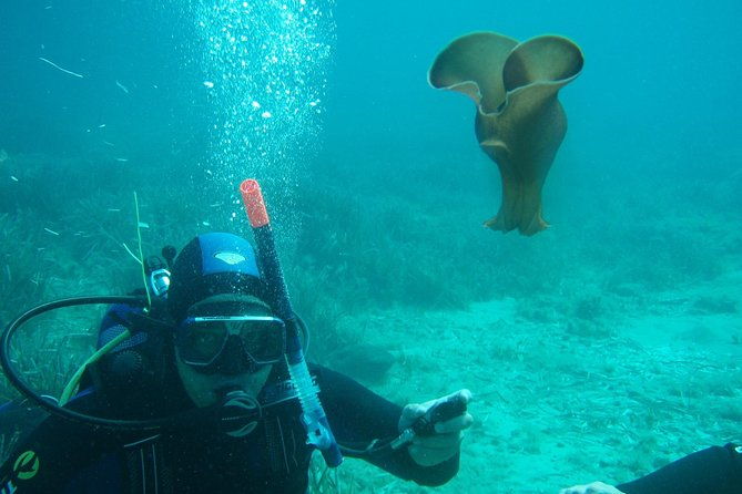 scuba-diving-in-naxos-by-bluefindivers-dive-in-greece-amazing-diving-spots
