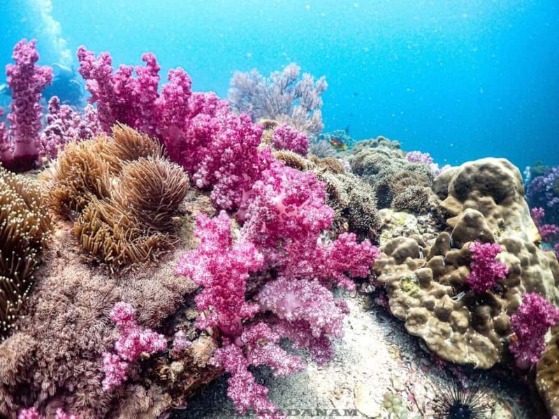 Scuba Diving in Phuket  4-Day 3-Night Experience - Introduction