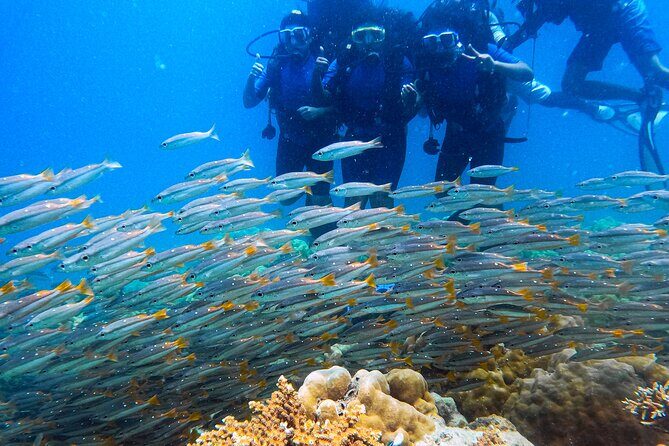 Scuba Diving in Tribe Gate - What to Expect from Your Scuba Experience in Havelock Island