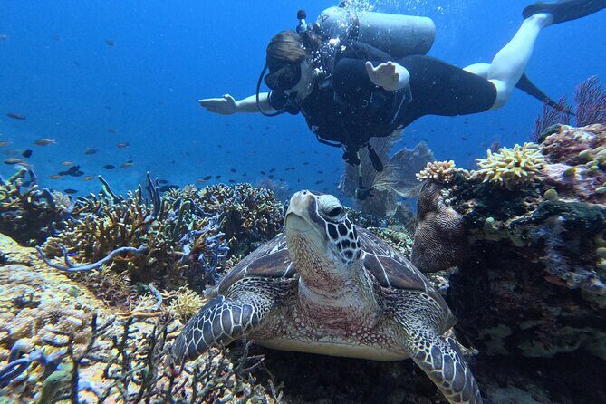 Scuba Diving Menjangan Island - Key Points