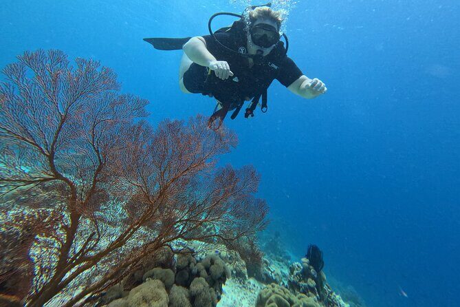 Scuba Diving Menjangan Island - An In-Depth Look at the Menjangan Island Scuba Tour