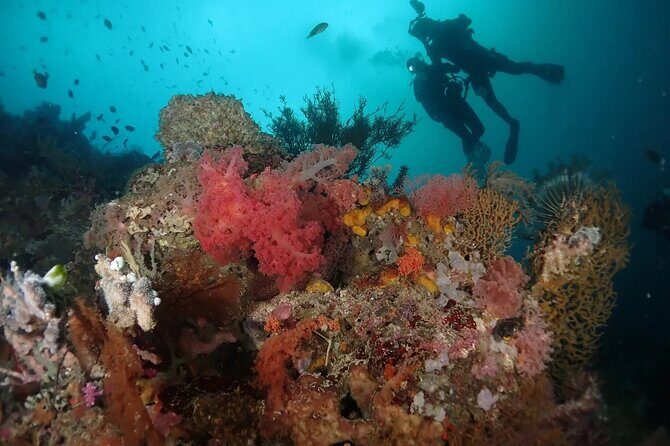 Scuba Diving Menjangan Island - FAQ