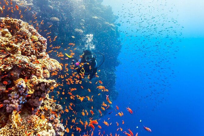 Scuba Diving Open Water PADI Course - Sharm El Sheikh - FAQs