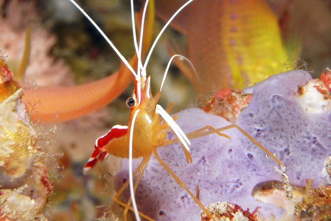 Scuba Diving Padangbai Shark Point 2 dives for certified divers - Frequently Asked Questions (FAQs)