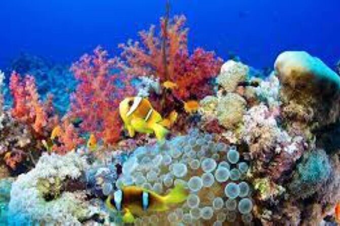 Scuba Diving Sea Trip with Lunch and Transfer from Hurghada - FAQ