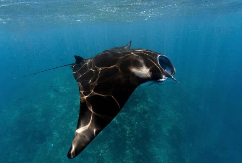 Scuba diving/snorkeling in Nusa Penida with manta rays - What You Can Expect from the Tour