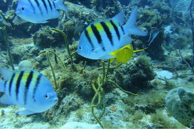 scuba-diving-snorkeling-on-catalina-island-2-tanks-2-spots