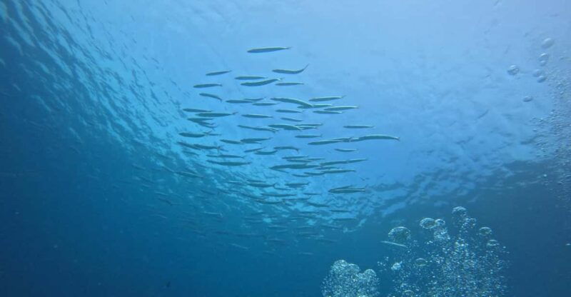 scuba-diving-trip-by-boat-to-the-beloved-spots-near-phuket