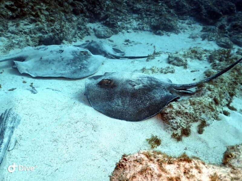 Scuba Diving trips for Certified Divers in Tenerife - Key Points  