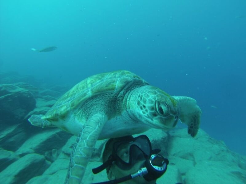 Scuba Diving trips for Certified Divers in Tenerife - Why Tenerife is a Top Destination for Certified Divers