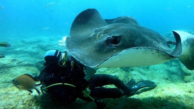Scuba Diving trips for Certified Divers in Tenerife - Frequently Asked Questions
