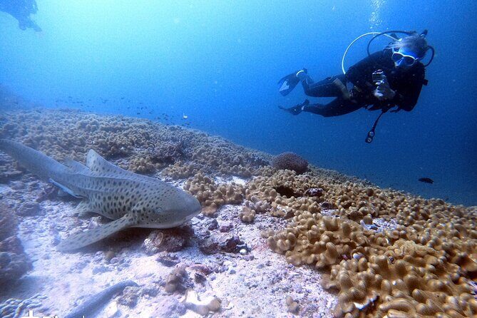 Scuba Diving Trips to Dimaniyat Islands - FAQ