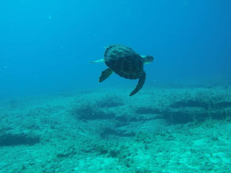 Scuba Diving - Tunnels & Caves - Cape Greco - private guided - The Value of This Experience