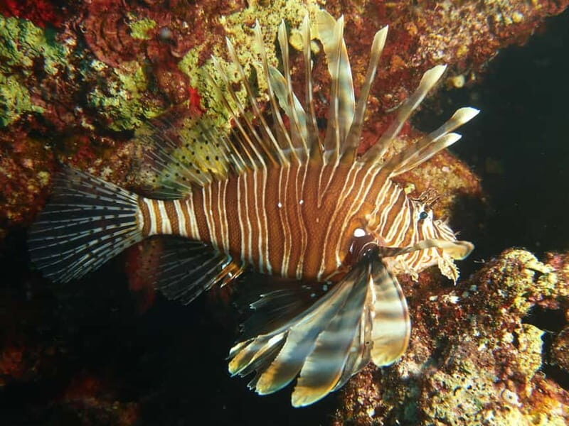 Scuba Diving - Tunnels & Caves - Cape Greco - private guided - Frequently Asked Questions