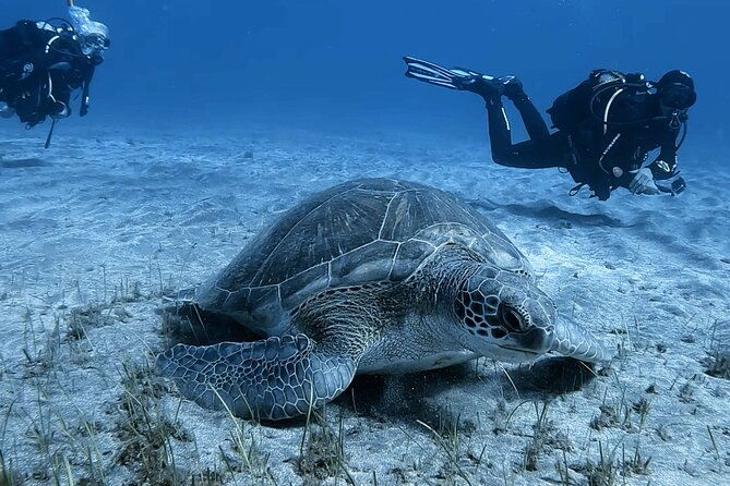 scuba-experience-in-tenerife-with-guide