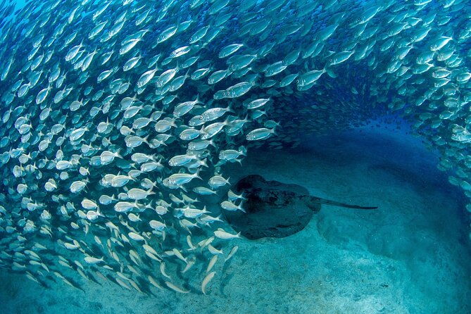 scuba-experience-in-tenerife-with-guide